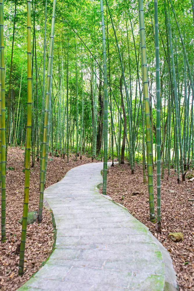 Bamboo Eco-tourism Facilities