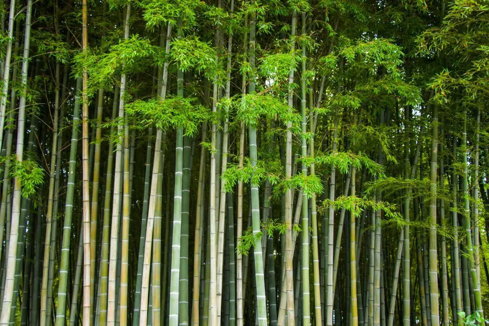 Bamboo Trees